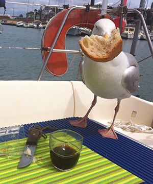 Mouette gourmande de Jacques R de Brest